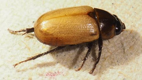 Réf. 296 728 : Cyclocephala melanocephala
